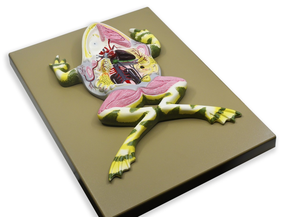 Model Frog Dissection, 17 Inch - Mounted - With English Key Card
