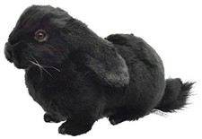 BH8142 HANSA Holland Lop Black 33