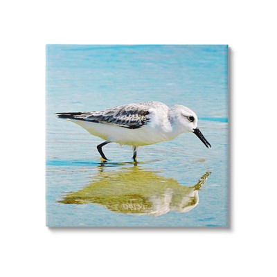 Grazing Sandpiper in Water Canvas Wall Art Design by Graffi*Tee Studios