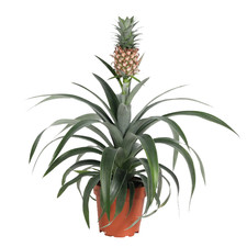 Ananas comosus Amigo - Pineapple Plant | Best Indoor Plants | 35-45cm in Plastic