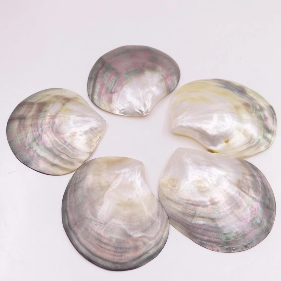 5 PCS 70mm-80mm  Shell Natural Mother of Pearl No Hole Collectibles - Image 4 of 4
