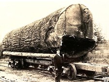1910 RPPC: Logging DOUGLAS FIR LOG antique real photo postcard WASHINGTON TRAIN