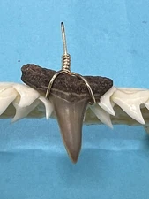 SHARK TOOTH PENDANT…7/8 Inch Fossilized LEMON Shark Tooth from Venice Florida 