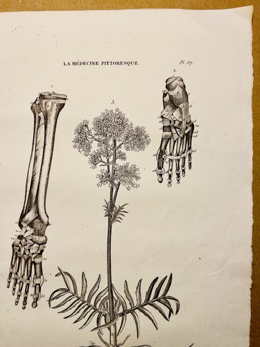 Antigua mesa de cobre 1834 flores plantas hueso músculos tatuaje boceto - Imagen 4 de 10