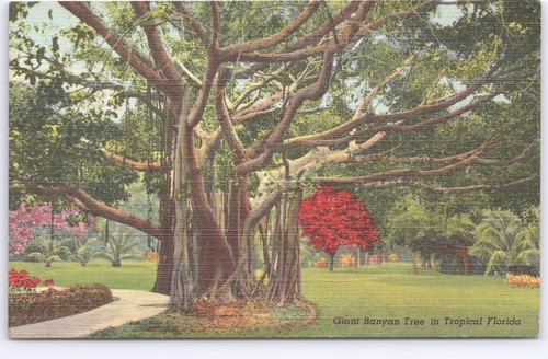 Giant Banyan Tree in Tropical Florida -