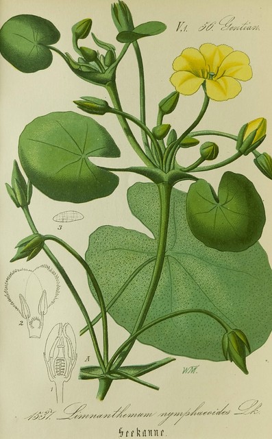 1881 - Botany - Cromolitografia Con / Passepartout (03996) 1881 - Botany - Cromolitografia Con / Passepartout (03996)