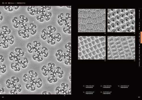 The Amazing World of Diatoms English Japanese Bilingual Photo Book 2020 - Picture 8 of 15