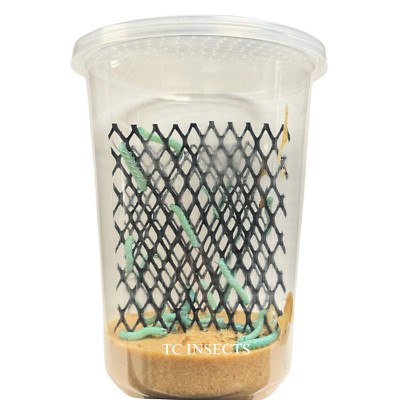 Live Hornworms | ½ 1 Inch Size | Feeder Insects | FAST FREE SHIPPING