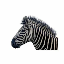 Wee Blue Coo Nature Animal Zebra Black White Stripe Mane Framed Wall Art Print