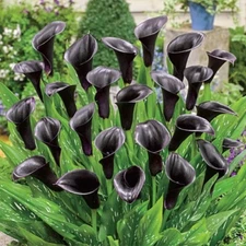 2 - ODESSA CALLA LILY Live Plant Bulbs * STUNNING FLOWER COLOR * Spring Shipping