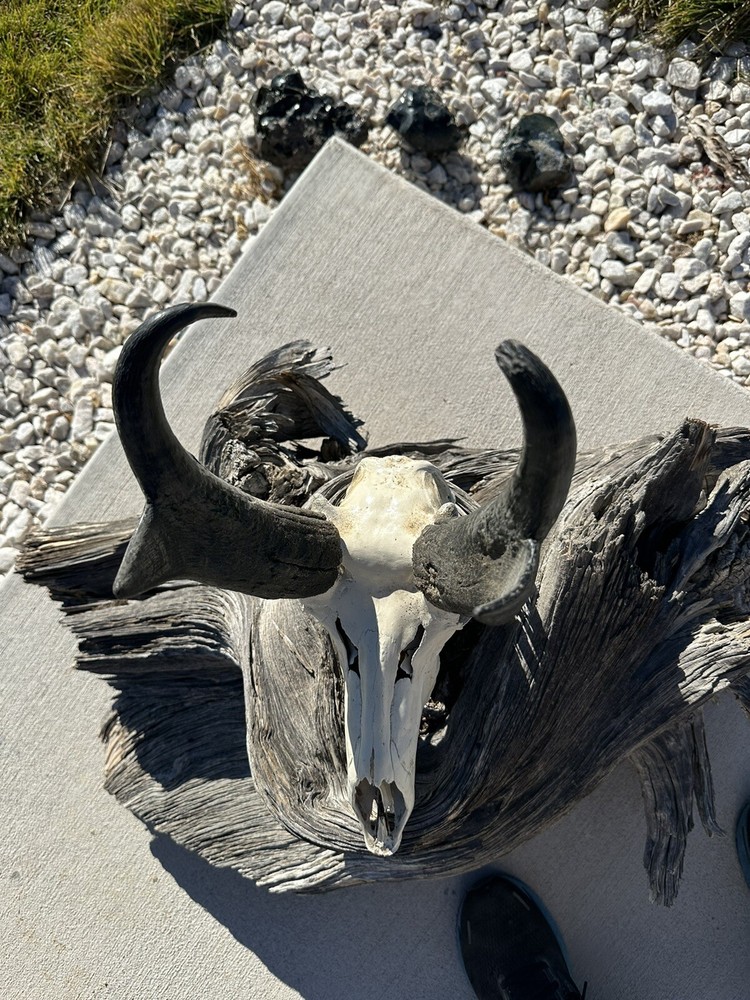 Pronghorn Antelope buck - European Skull/cleaned/painted