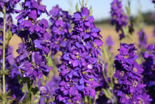 Rocket Larkspur Delphinium DARK BLUE PURPLE Flowers Pollinators NonGMO 500 Seeds