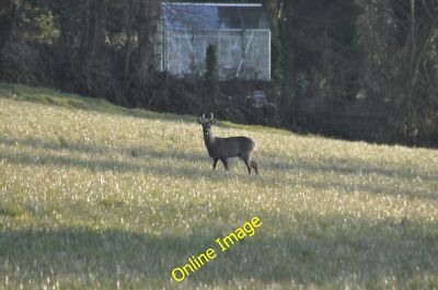 Photo 6x4 Mid Devon : Grassy Field & Deer Blackborough/ST0909 A deer gra c2013