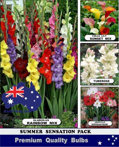  25x GLADIOLUS  BULBS- +Additional - Calla-Lily - Tuberose / BULBS  - Picture 1 of 5