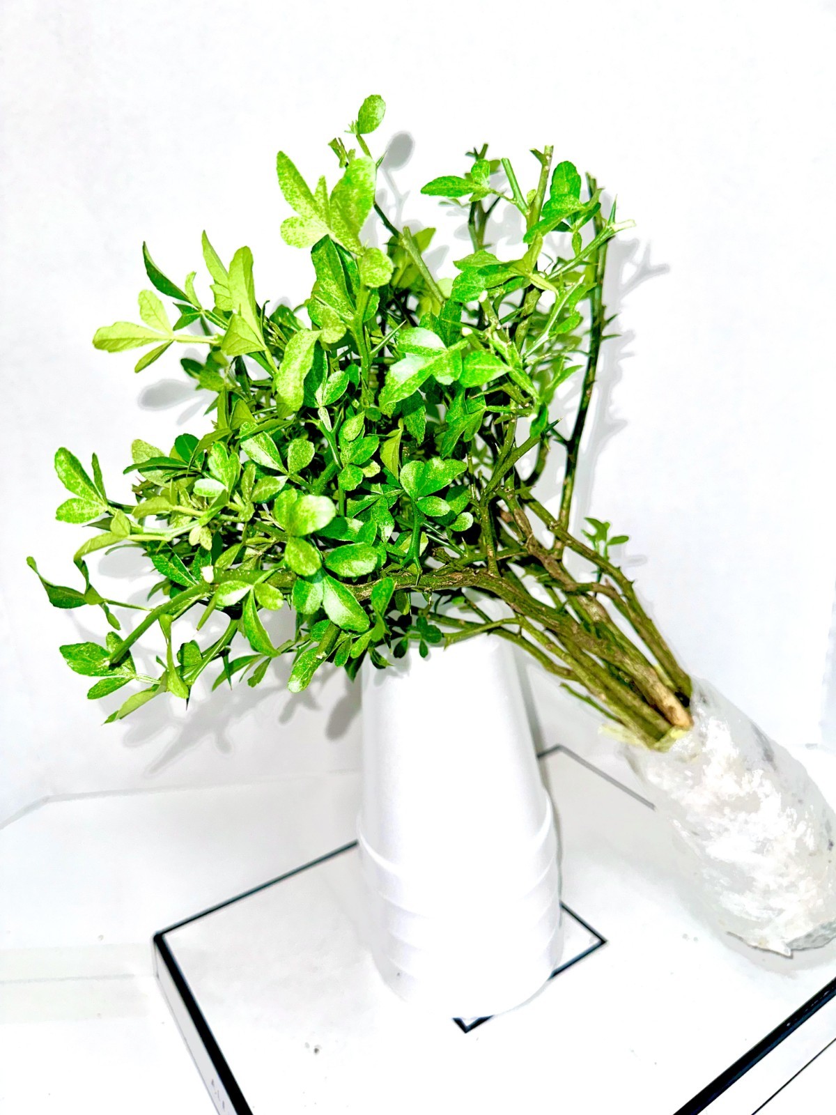 Cold Hardy Citrus Seedling 8-Pack – Bare Root LIVE Plants! Read Description