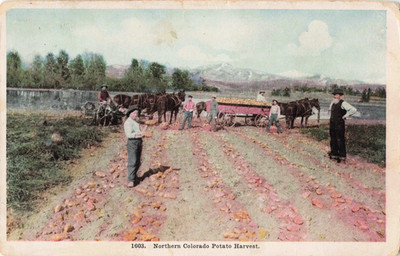 Northern Colorado Potato Harvest Postcard White Border