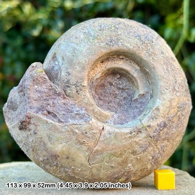 Seltener Perm Ammonit Fossil Metalegoceras sundaicum - Unterperm, Osten