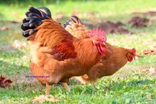 6+ Fertile New Hampshire Red Chicken Hatching Eggs