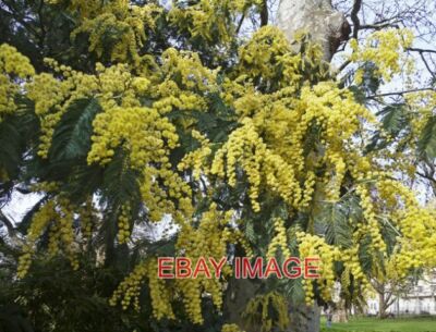 FOTO MIMOSE MIMOSE IN BLÜTE IN LINCOLN'S INN FIELDS.  2009