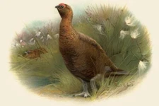 Red Grousse Illustration 1900 Antique Style Poster 24x36 inch