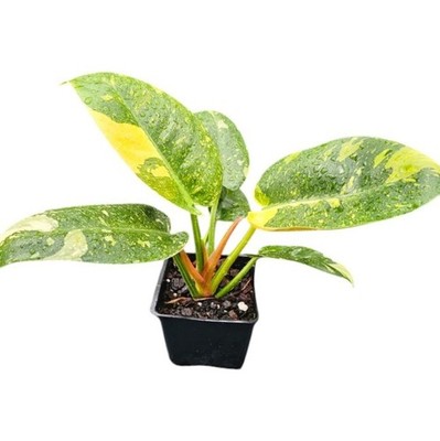 sedum jelly bean plant Shop 'Jelly Bean Succulent - Sedum rubrotinctum' Care and Growing Guide