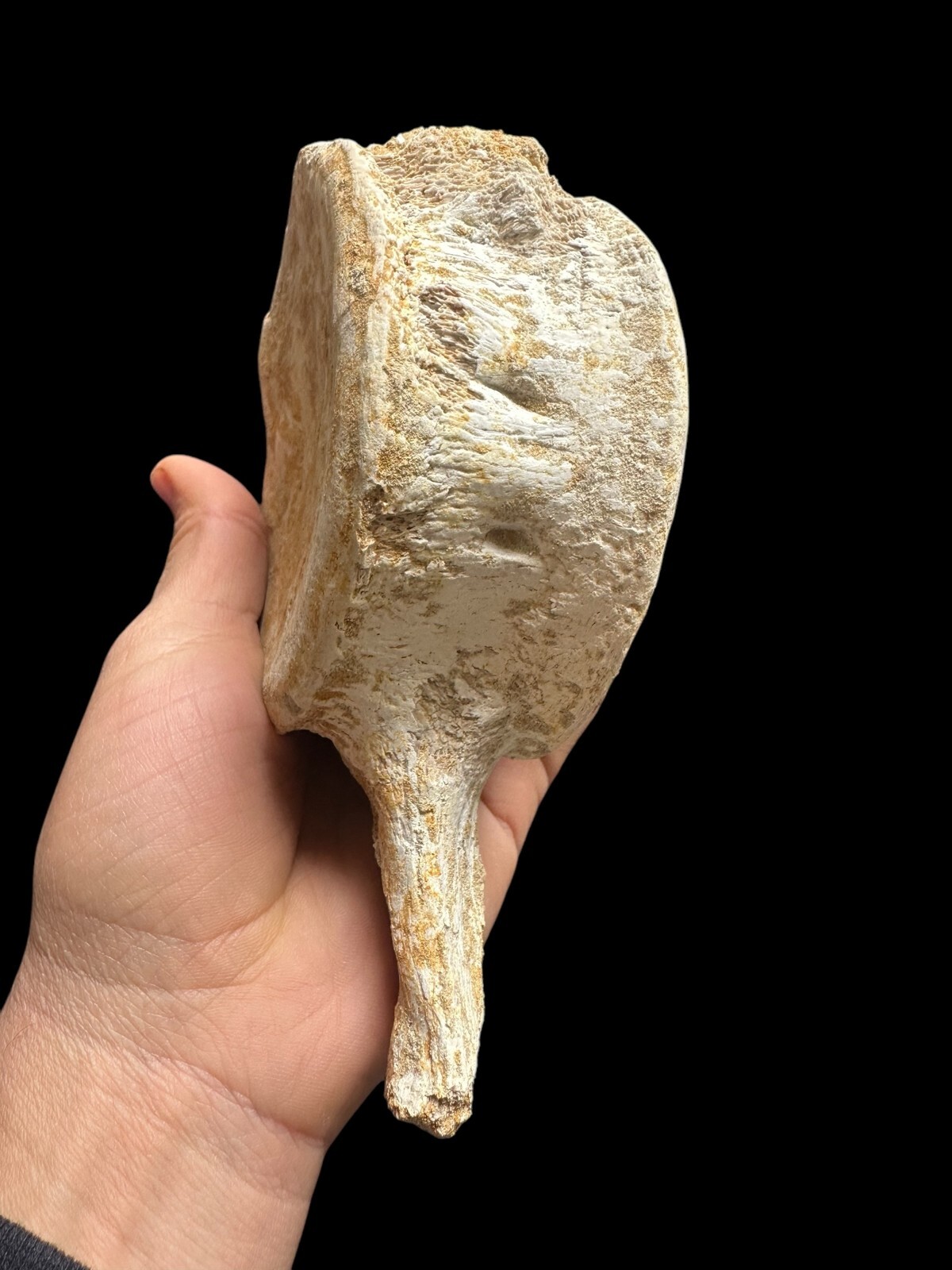 100% Genuine Plesiosaurus Vertebra – Jurassic Collector’s Treasure – Authentic