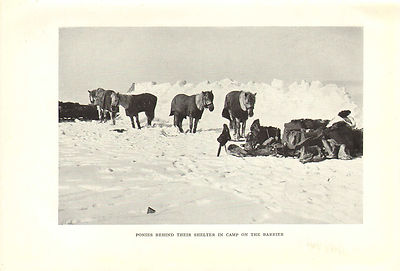 scotts last expedition 1913 plate - ponies in camp on the barrier