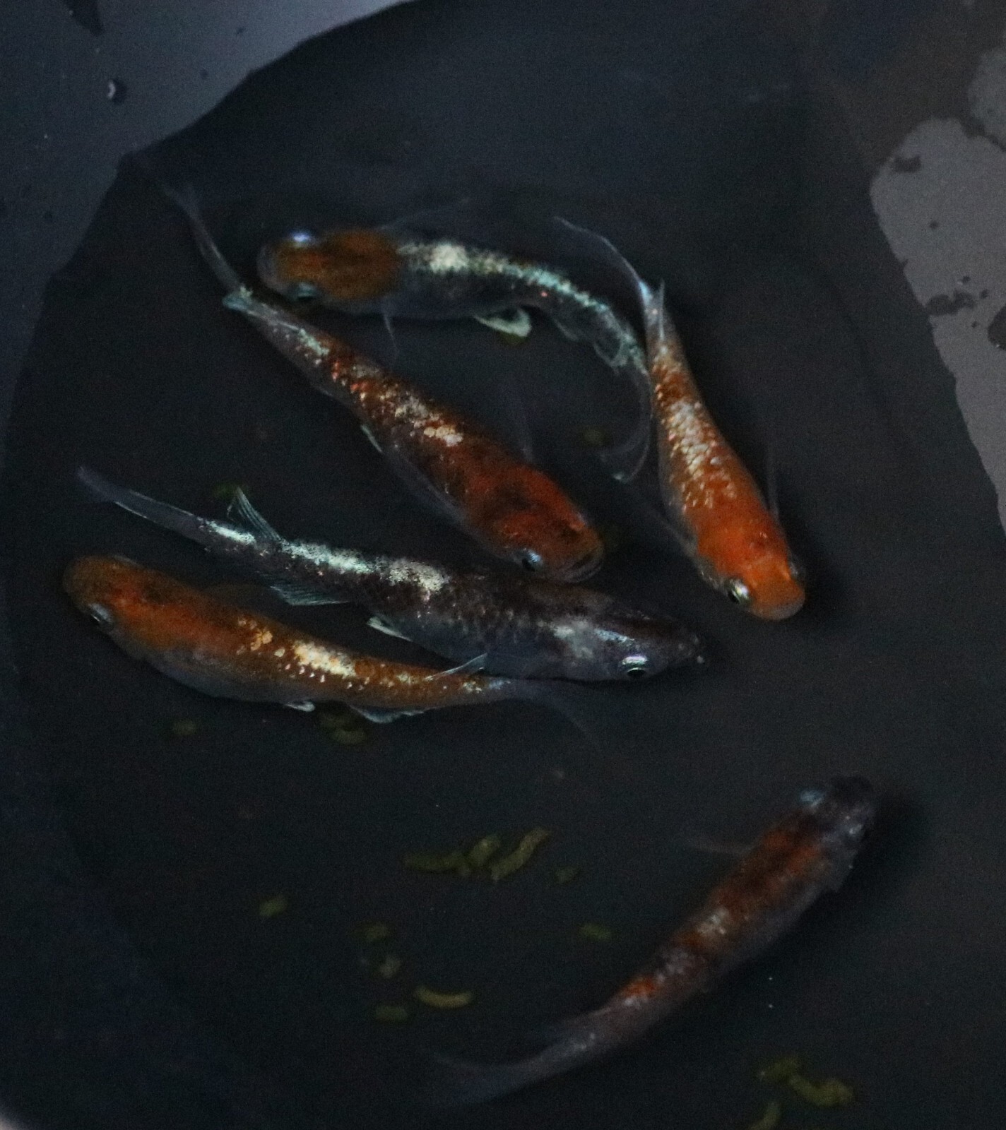 Kougyoku Japanese Rice Fish Eggs aka. Medaka 15+ Eggs. US Bred