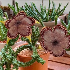 6CM Succulent Cactus Plant Edithcolea Grandis（Multi-Heads）Asclepiadaceae Plant