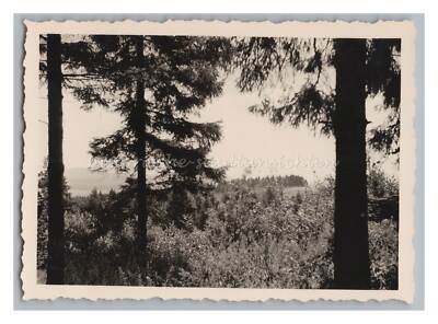 Kottmar / LK Görlitz - view through the forest - old photo 1930s