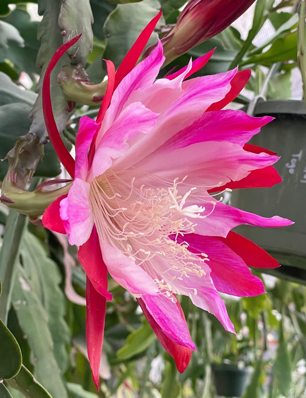 Epiphyllum Hybrid 'Wild Thing' Fully - Rooted Starter Pot