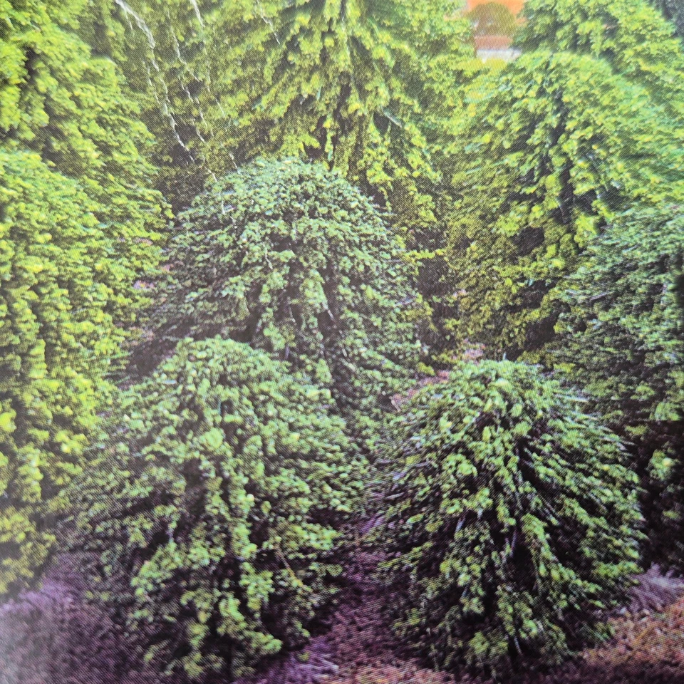 BUSCH H0 6491 Mischwald mit 50 Bäumen-30 Tannen- 20 Laubbäume Zubehör in OVP/J