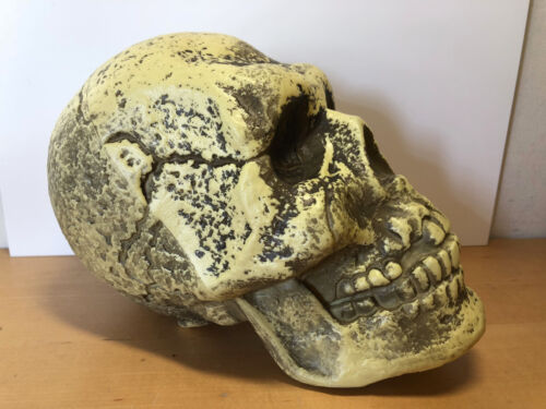 Calavera de Plástico - Plastic Skull - 25 cm x 16,5 cm x 13 cm