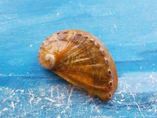 HALIOTIS MYKONOSENSIS, 37,10 ORANGE ET BANDES ! DE GRÈCE