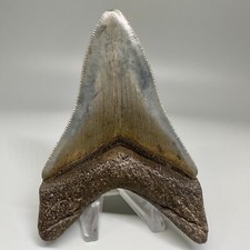 Fósil de mandíbula inferior dentado simétrico de 3,85" diente de tiburón MEGALODON