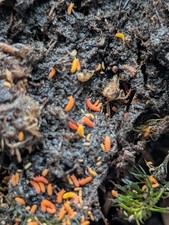 50 Orange Springtails Yuukianura aphoruroides - Reptile Feeder--Free Shipping
