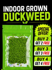 Live Duckweed Aquarium Floating Plants Indoor Grown Nitrate Remover Water Purify