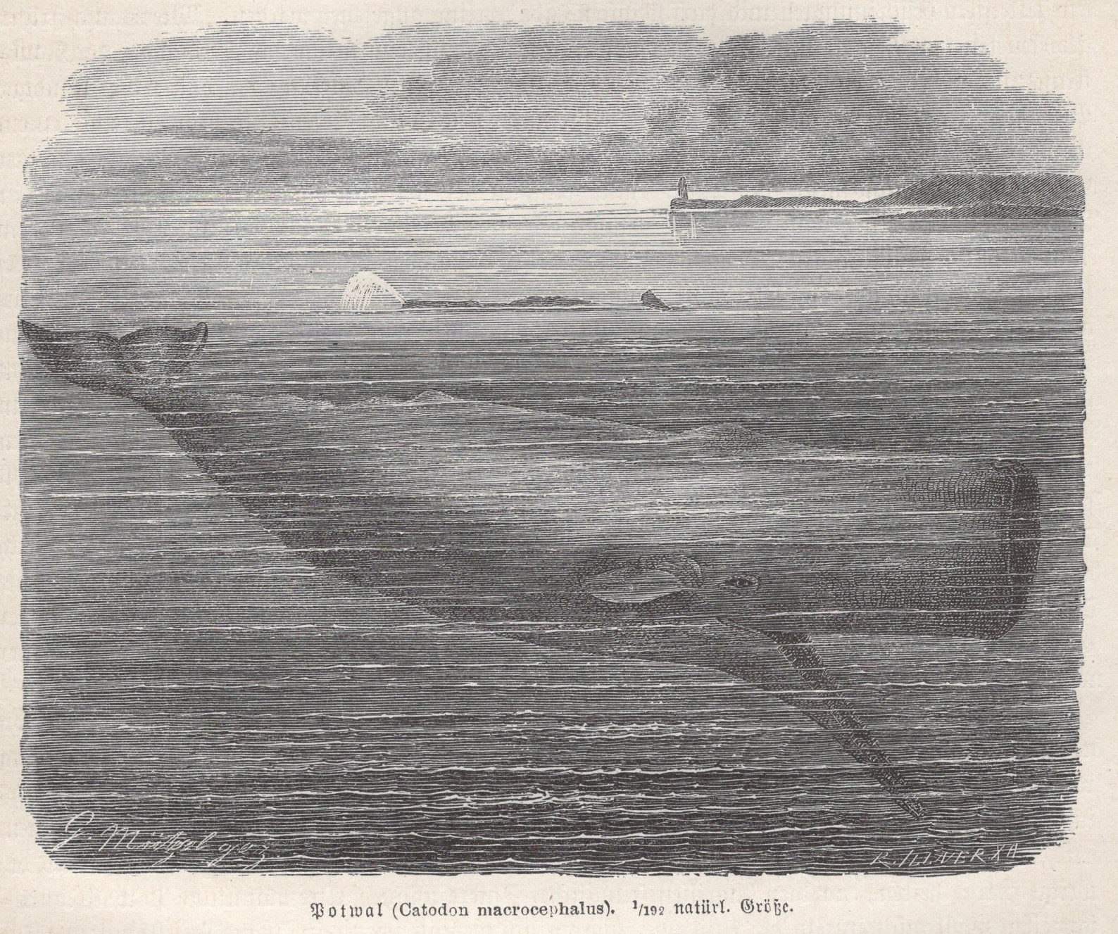 1877 Brehms Thierleben Wood Engraving Sperm Whale Original Book Print Antique