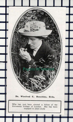 C6062) Dr. Winifred E Benchley University of London Pflanzenstudie - 1914 Steckling