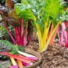 Premium Rainbow Swiss Chard -Fresh Organic Heirloom Seeds  Beautiful & Delicious