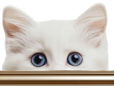 Color Vinyl Sticker/Decal. Weather Proof  UV Resistant.6 Designs of Cat Peeking
