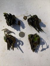 Aquatic Banana Plants Lot Of 4 X-Lg Size Nymphoides Aquatica