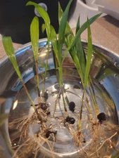 Cuban Royal Palm Seedlings 6 to 9 In (7 Pack)