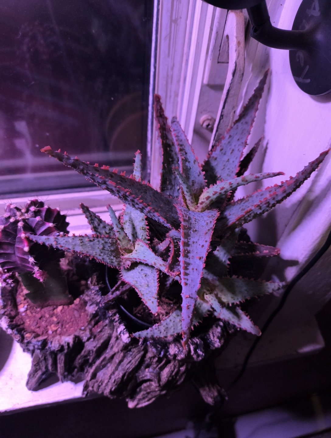 Aloe, 'Purple People Eater', Comes in a 3.5" Pot | eBay