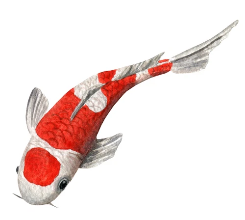 Koi Carp Fish Pond Self Adhesive Vinyl Sticker