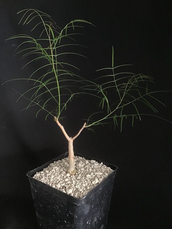 Bursera paradoxa succulent tree Caudex caudiciform Very Rare - Collector Plant