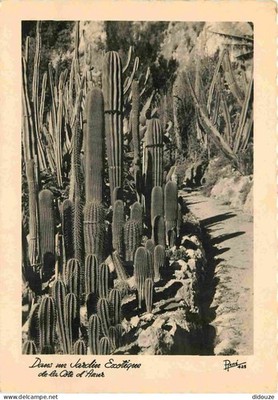 AK - Blumen - Pflanzen - Kakteen - La Cote d'Azur - Ein exotischer Garten