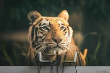 3D Tiger Self-adhesive Removeable Wallpaper Wall Mural