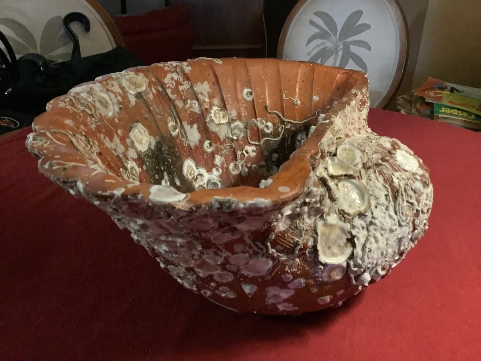 Maceta grande natural hermosa terracota coral/barnacle incrustada con almeja Foto 3 de 4