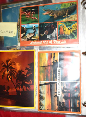 VINTAGE, ''FLORIDA Animal Life and Beaches,'' Three (3) Post Cards (4'' x 6''), New